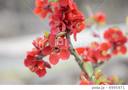 ボケの花 6995971