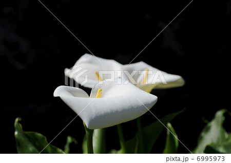 カラーの花 6995973