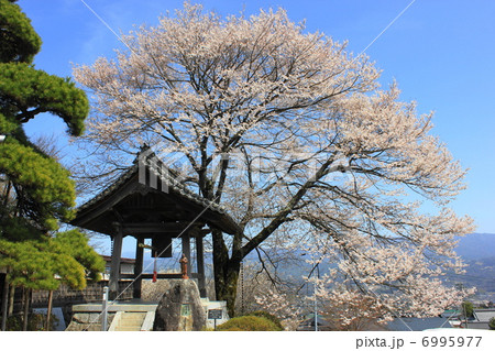 瑠璃寺の桜 瑠璃寺の桜 6995977