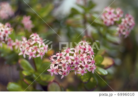 金のなる木 金のなる木 6996010