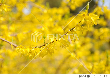 レンギョウの黄色い花 6996013