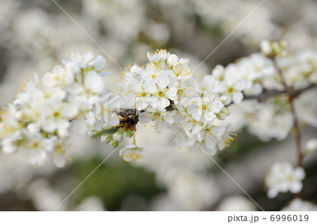 ウメの花 ウメの花 6996019