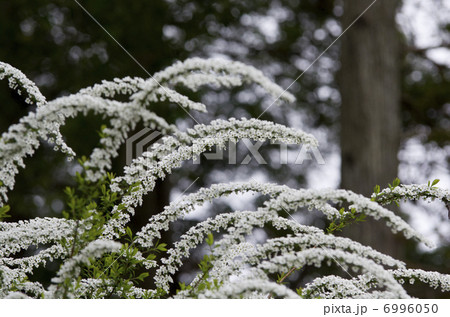 ユキヤナギ 6996050