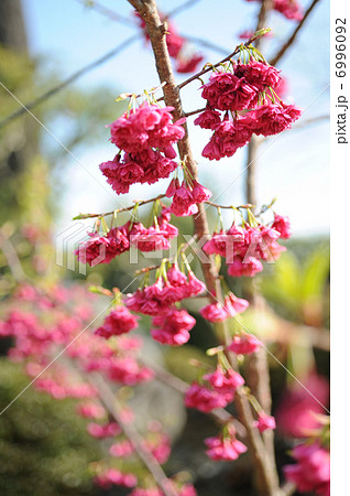 カンヒザクラ カンヒザクラ 6996092