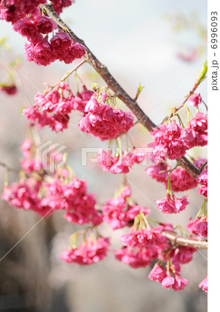 カンヒザクラ カンヒザクラ 6996093