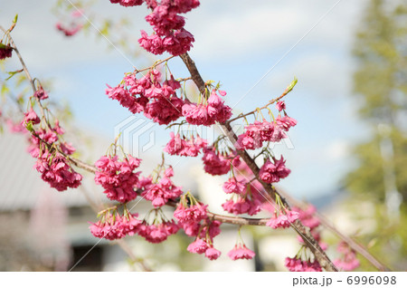 カンヒザクラ 6996098