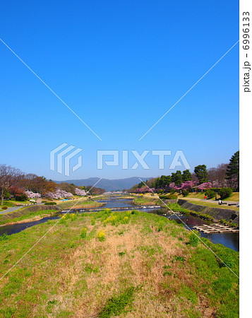 春の鴨川 6996133