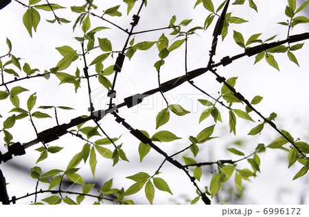 ニシキギの新緑 6996172