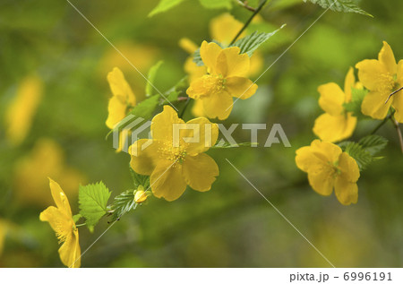 ヤマブキ 6996191
