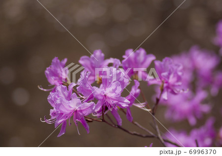 ミツバツツジ 6996370