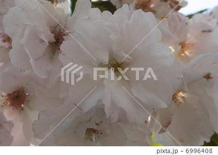 桜 6996408