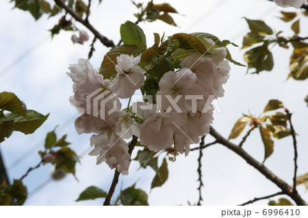 桜 桜 6996410