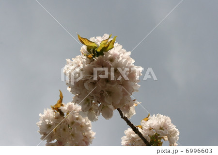桜 桜 6996603