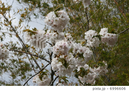 桜 桜 6996606