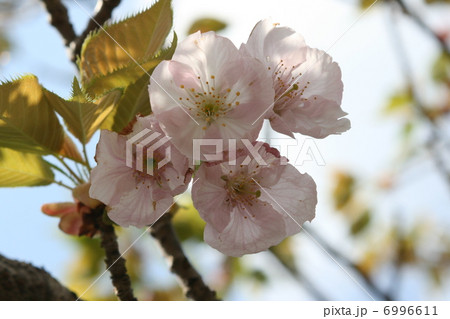 桜 桜 6996611
