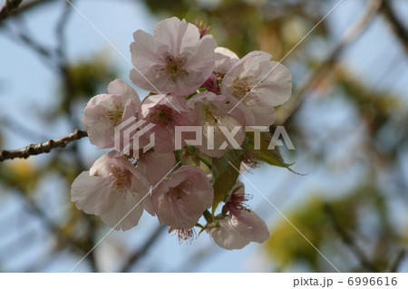 桜 桜 6996616