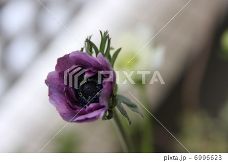 アネモネ セントブリジット3 アネモネ セントブリジット3 6996623