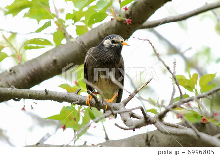 ムクドリ 6996805