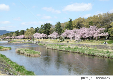 京都植物園の垂れ桜 6996825