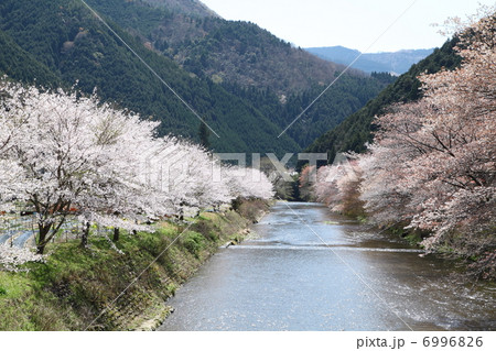 洛北大原の桜 6996826
