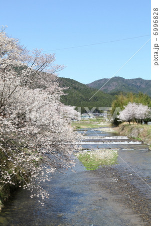 洛北大原の桜 6996828