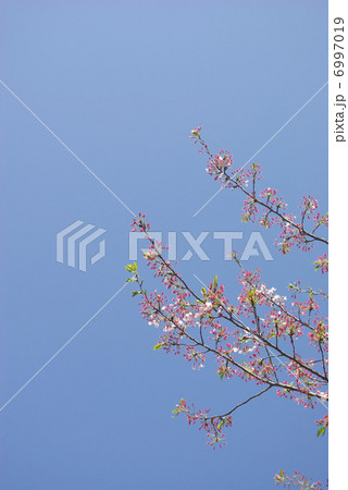 花の散った後の桜の枝 花の散った後の桜の枝 6997019