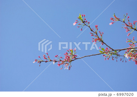 花の散った後の桜の枝 花の散った後の桜の枝 6997020