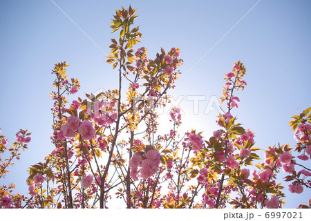 逆光の八重桜 逆光の八重桜 6997021