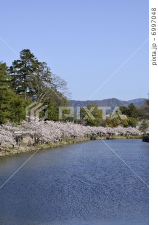 彦根城・内堀の桜並木 6997048