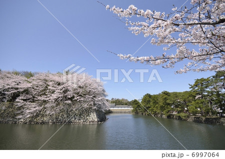 彦根城・中堀の桜 6997064