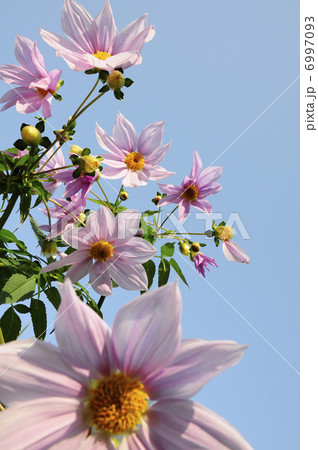青空とコダチダリアの花 6997093