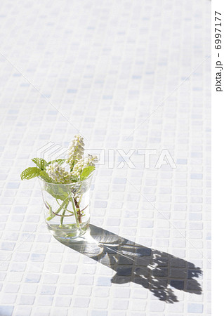 陽射しの中のムスカリの花 6997177