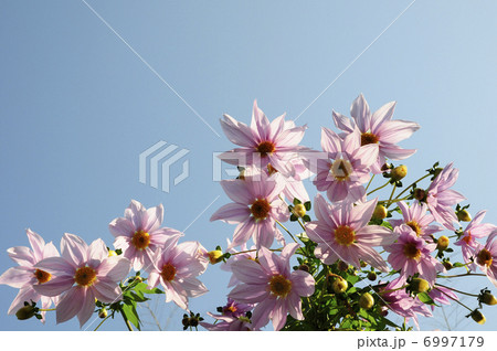 青空とコダチダリアの花 6997179