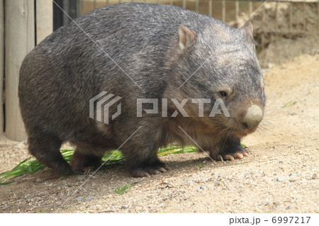 コモンウォンバットの写真素材
