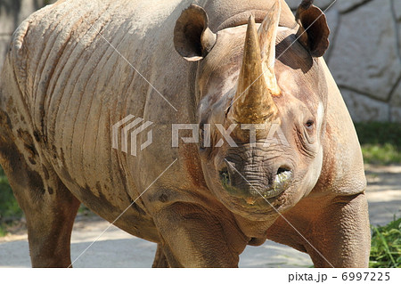 絶滅の危機　クロサイ　 6997225