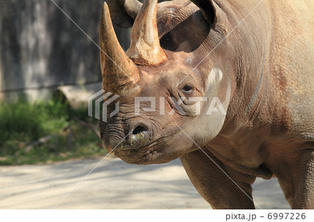 絶滅の危機　クロサイ　 6997226