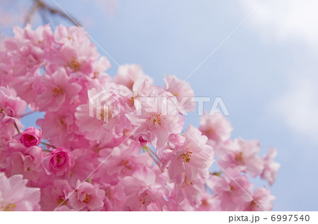 八重桜（背景素材・ピンク） 6997540