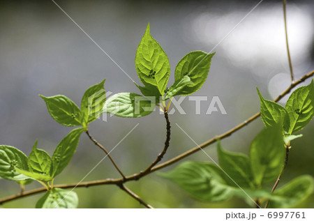 ハナイカダの雄花 6997761