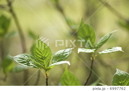 ハナイカダの雄花 ハナイカダの雄花 6997762