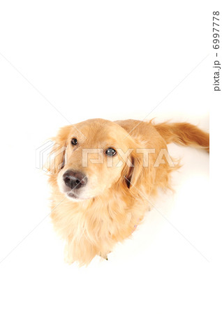 見上げるゴールデンレトリーバー 6997778