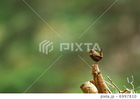 ミソサザイ ミソサザイ 6997810