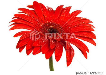scarlet gerbera scarlet gerbera 6997833