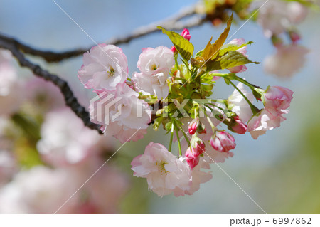 都市農業公園の花びらの先端が紅紫色の桜の花・マノガ 6997862