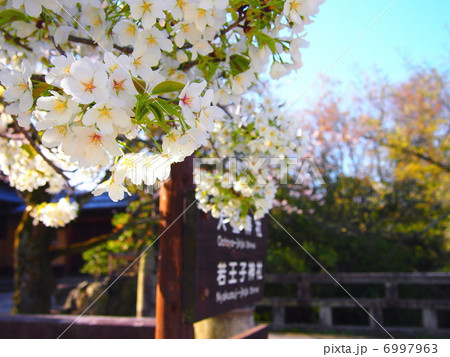 春の哲学の道 6997963