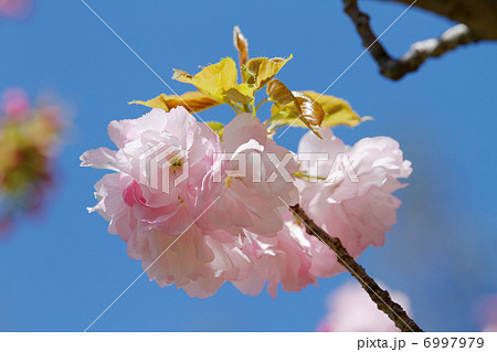 都市農業公園の淡い紅色の桜の花・糸括 6997979