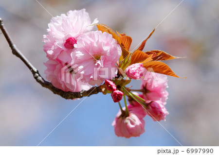 都市農業公園の濃い桜色の花・関山 6997990