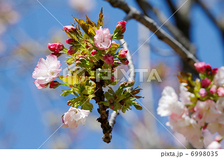 都市農業公園の花びらの先端が紅紫色の桜の花・北斎 都市農業公園の花びらの先端が紅紫色の桜の花・北斎 6998035