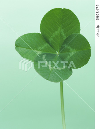 四葉のクローバー 6998476