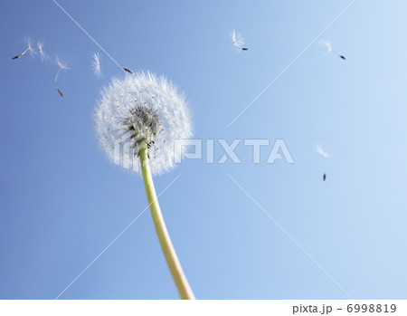 空とタンポポ 空とタンポポ 6998819