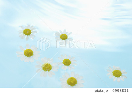 水に浮かぶ花 水に浮かぶ花 6998831